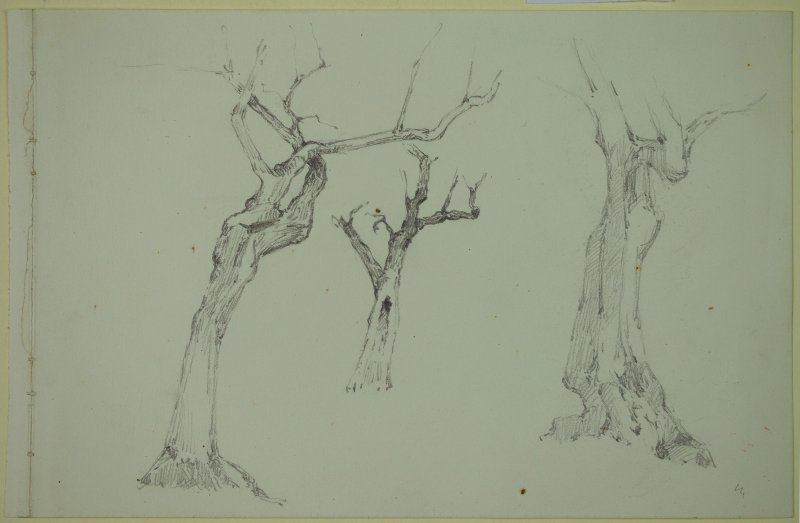 1897-1904 ca. - Alberi (2)